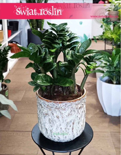Zamioculcas Zenzi, Zamiokulkas Zenzi
