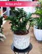 Zamioculcas Zenzi, Zamiokulkas Zenzi