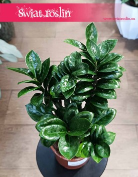 Zamioculcas Zenzi, Zamiokulkas Zenzi oczyszczający powietrze łatwy w uprawie do kupienia z dostawą