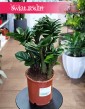 Zamioculcas Zenzi do kupienia w sklepie internetowym online z dostawą, Zamiokulkas Zenzi