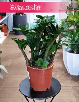 Zamioculcas Zenzi, Zamiokulkas Zenzi sklep internetowy z dostawą Świat Roślin Kraków kup roślinę
