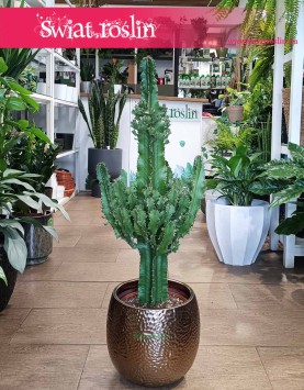 Euphorbia Erytrea, Wilczomlecz Erytrea