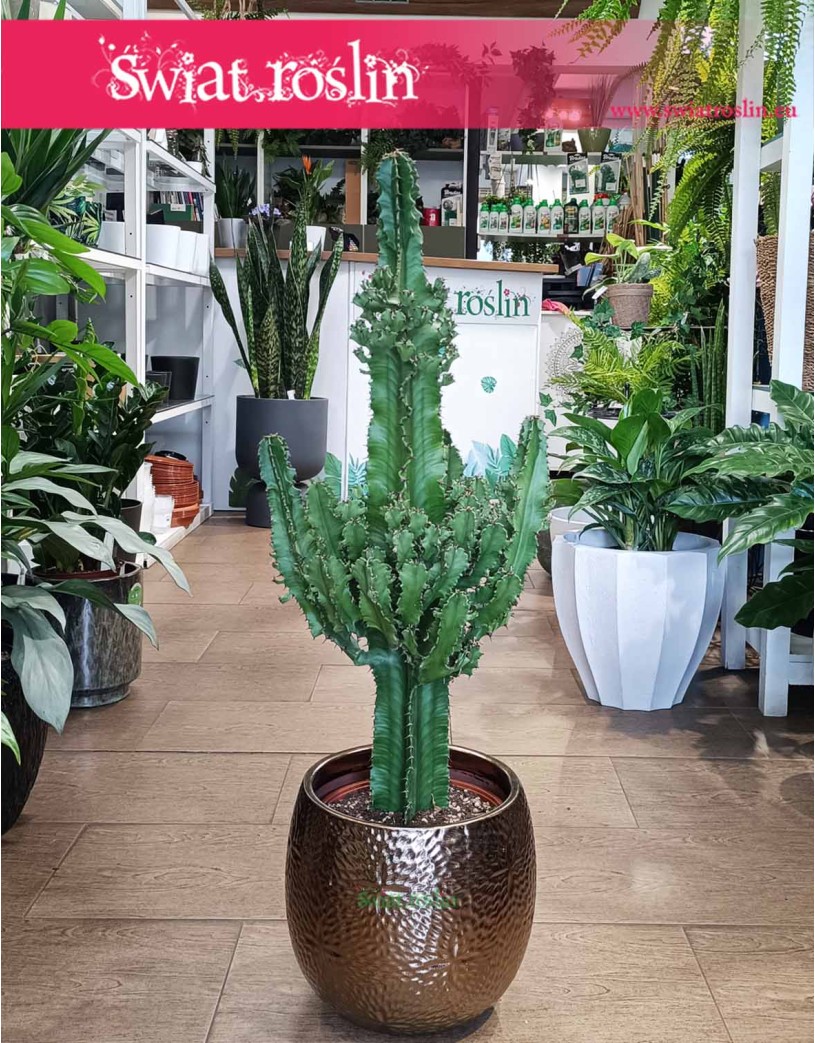 Euphorbia Erytrea, Wilczomlecz Erytrea