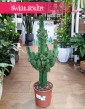 Wilczomlecz Erytrea, Euphorbia Erytrea, duży kaktus do biura do firmy do mieszkania kup online z dostawą