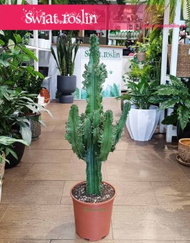 Wilczomlecz Erytrea, Euphorbia Erytrea do kupienia w sklepie online z roślinami doniczkowymi