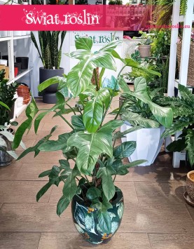 Filodendron Silver Violin, Philodendron Silver Violin