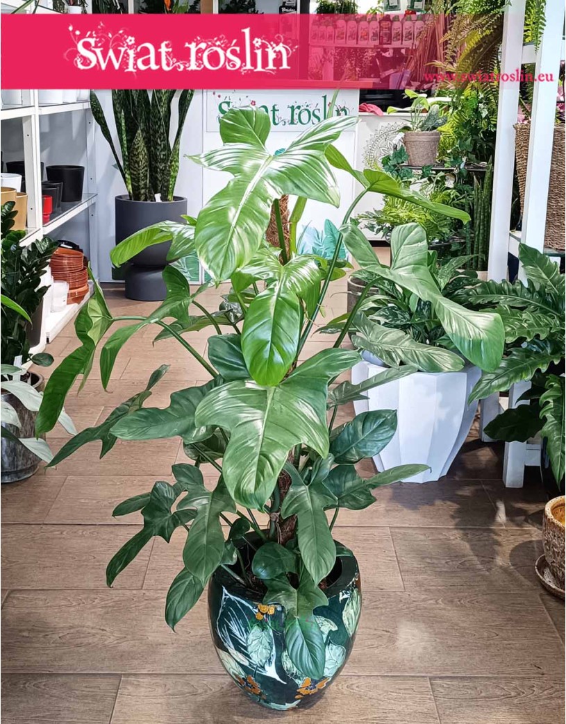 Filodendron Silver Violin, Philodendron Silver Violin