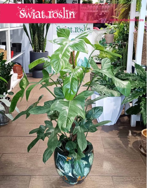 Filodendron Silver Violin, Philodendron Silver Violin