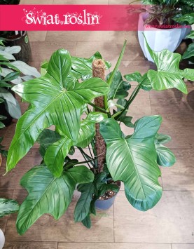 Filodendron Silver Violin sklep internetowy online z dostawą, Philodendron Silver Violin