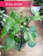 Filodendron Silver Violin sklep internetowy online z dostawą, Philodendron Silver Violin