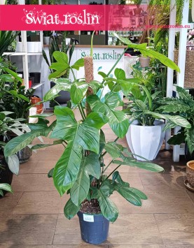 Filodendron Silver Violin roslina do biura do mieszkania do kawiarni do restauracji, Philodendron Silver Violin