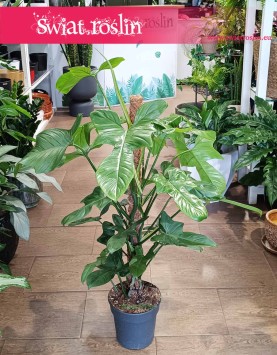 Filodendron Silver Violin kup online z dostawą pod drzwi, Philodendron Silver Violin