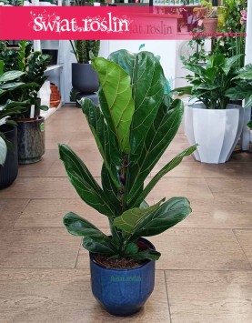 Fikus Lyrata, Ficus Lyrata, Fikus Dębolistny