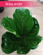 modny  Fikus Lyrata sklep w najlepszej cenie i jakości, Ficus Lyrata, Fikus Dębolistny, Figowiec Lirolistny