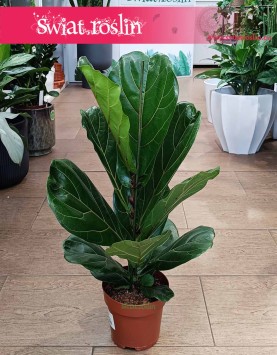 Fikus Lyrata sklep online internetowy z wysyłka, Ficus Lyrata, Fikus Dębolistny, Figowiec Lirolistny