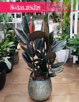 Fikus Elastica Abidjan, Ficus elastica Abidjan, Figowiec sprężysty Abidjan