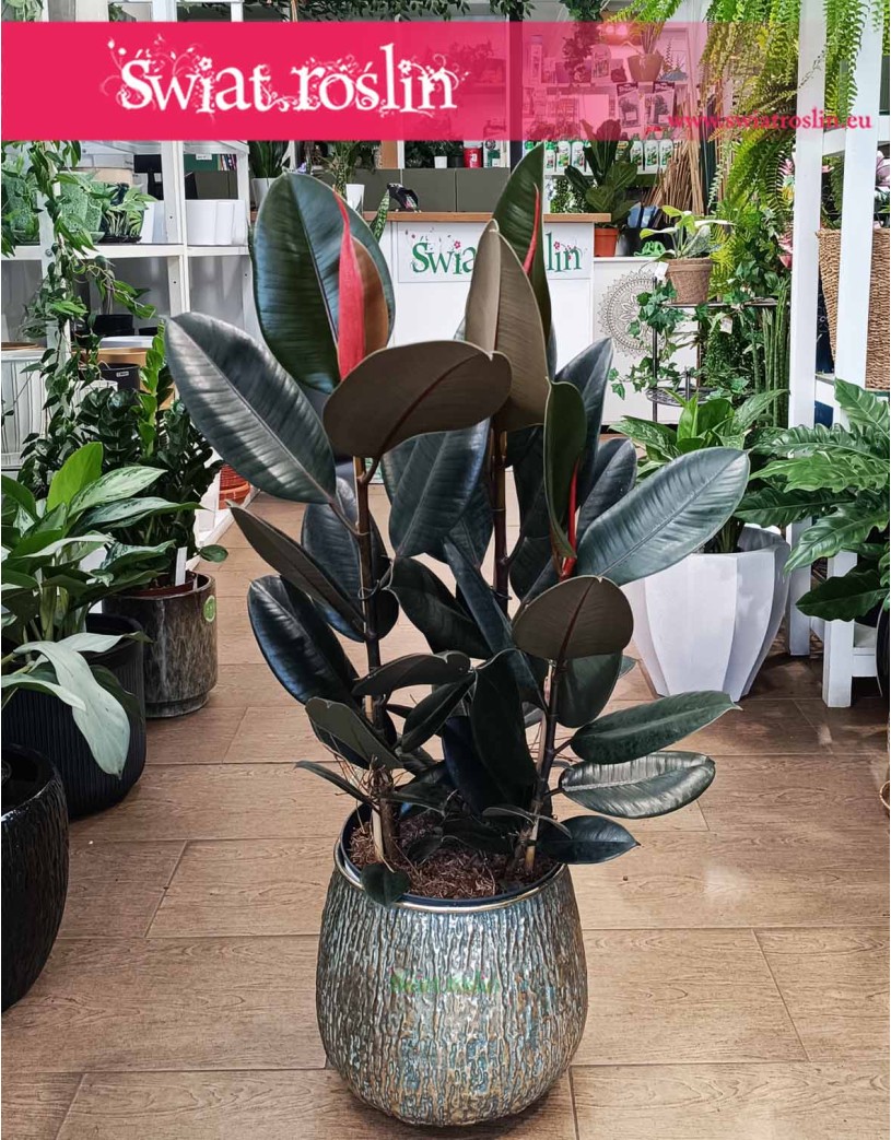 Fikus Elastica Abidjan, Ficus elastica Abidjan, Figowiec sprężysty Abidjan
