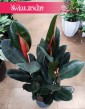 Fikus Elastica Abidjan kup z wysyłką do domu, Ficus elastica Abidjan, Figowiec sprężysty Abidjan