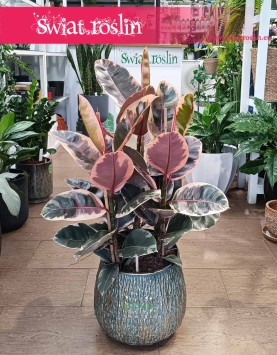 Ficus Elastica Belize duży rozmiar, Fikus Elastica Belize, Fikus Sprężysty