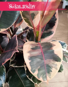 Ficus Elastica Belize, Fikus Elastica Belize, Fikus Sprężysty, Wysyłka roślin sklep