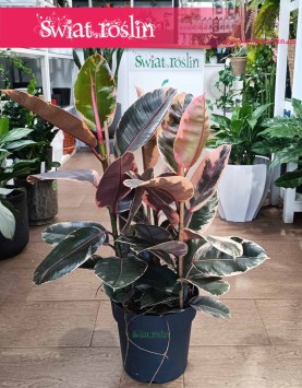 Ficus Elastica Belize w najlepszej cenie i jakości z dostawą online, Fikus Elastica Belize, Fikus Sprężysty