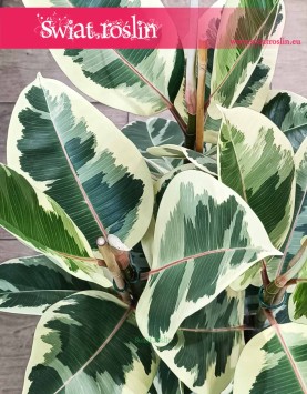 Wielki Ficus Elastica Tineke, Duży Fikus Tineke sklep internetowy online wysyłka, Figowiec Sprężysty Tineke