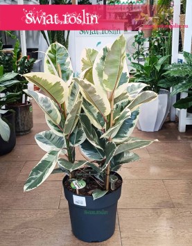 Wielki Ficus Elastica Tineke sklep z roślinami wysyłka, Duży Fikus Tineke, Figowiec Sprężysty Tineke