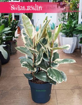 Wielki Ficus Elastica Tineke sklep z fikusami w Krakowie wysyłka, Duży Fikus Tineke, Figowiec Sprężysty Tineke