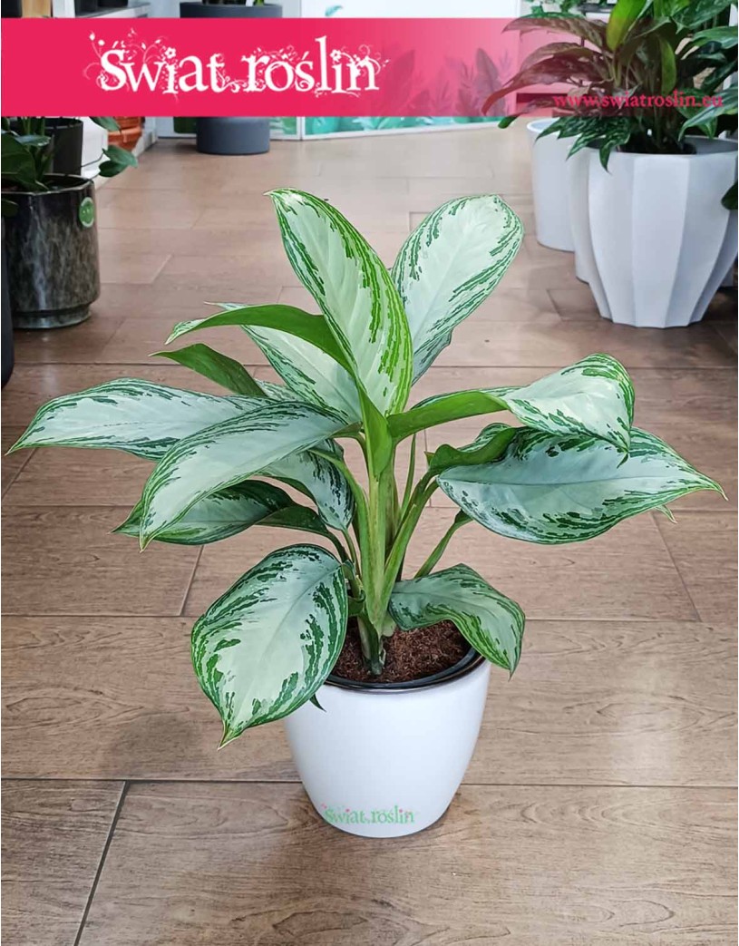 Aglonema Silver Bay, Aglaonema Silver Bay sklep w krakowie wysyłka