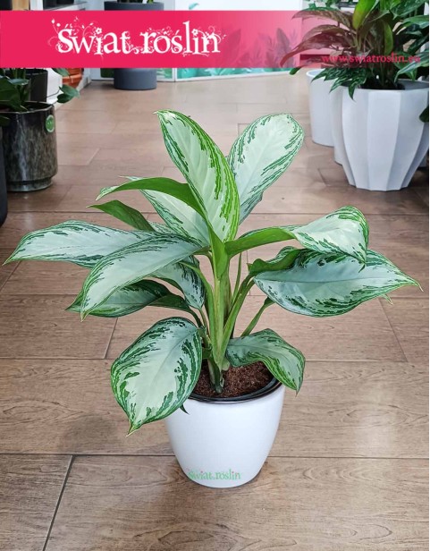 Aglonema Silver Bay, Aglaonema Silver Bay sklep w krakowie wysyłka
