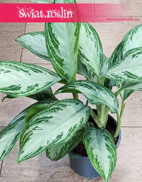 oczyszczająca powietrze Aglonema Silver Bay, Aglaonema Silver Bay kup w sklepie online z dostawą