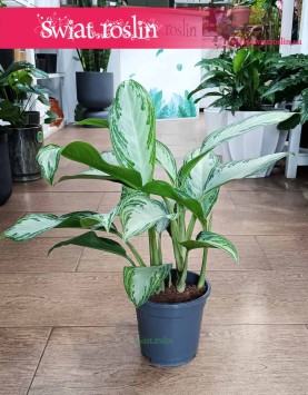 Aglonema Silver Bay, Aglaonema Silver Bay sklep z modnymi rośłinami w Krakowie