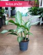 Aglonema Silver Bay, Aglaonema Silver Bay sklep z modnymi rośłinami w Krakowie