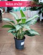 Aglonema ‘Silver Bay’ Aglaonema