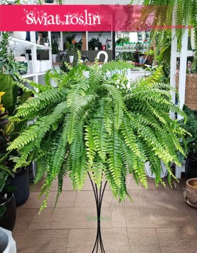 Nephrolepis Exaltata Boston, Paproć Boston, Nefrolepis Wyniosły Boston