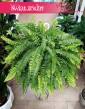 Nephrolepis Exaltata Boston, Paproć Boston, Nefrolepis Wyniosły Boston kup w najlepszej cenie