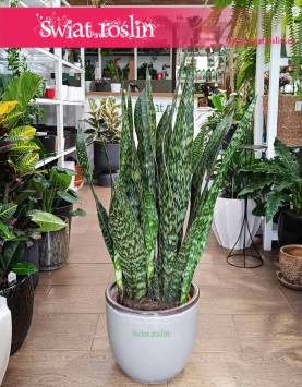 duża Sansevieria Jamaiquina, wielka Sansewiera Jamajka-Jamaika Jamaiquina