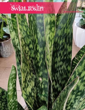 wielka Sansevieria Jamaiquina kup z dostawą ze sklepu internetowego online, duża Sansewiera Jamajka-Jamaika Jamaiquina