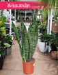 Duża oczyszczająca powietrze Sansevieria Jamaiquina do kupienia z dostawą, Sansewiera Jamajka-Jamaika Jamaiquina