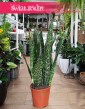 wielka Sansevieria Jamaiquina, Sansewiera Jamajka-Jamaika Jamaiquina do biura do firmy do mieszkania do salonu