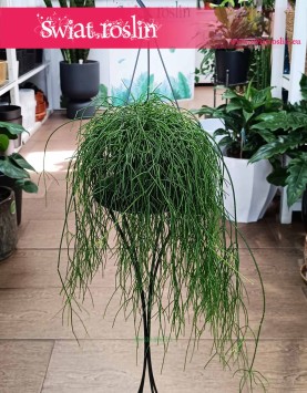 Rhipsalis Baccifera Oasis, Rypsalis Baccifera Oasis