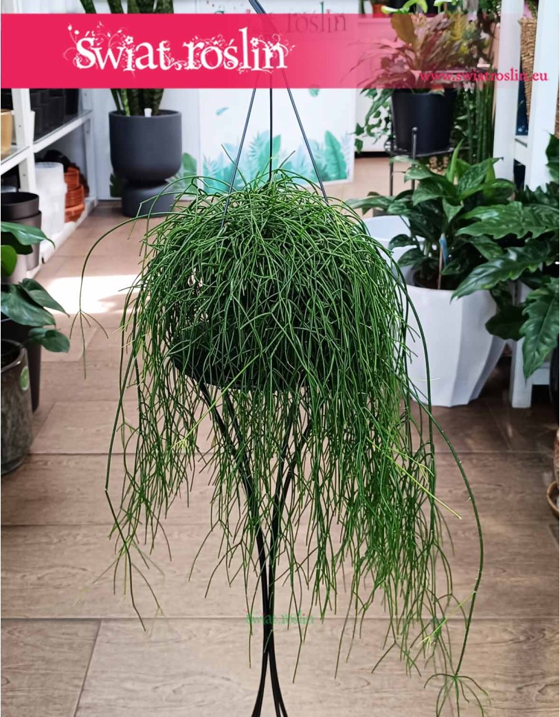 Rhipsalis Baccifera Oasis, Rypsalis Baccifera Oasis