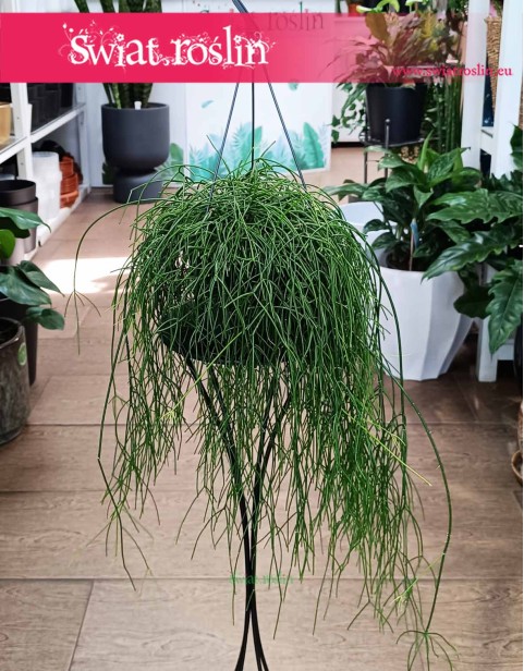 Rhipsalis Baccifera Oasis, Rypsalis Baccifera Oasis