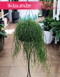 Rhipsalis Baccifera Oasis, Rypsalis Baccifera Oasis