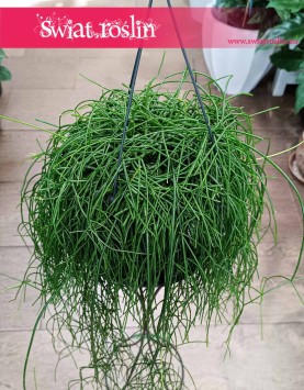 Rhipsalis Baccifera Oasis, Rypsalis Baccifera Oasis sklep z roślinami w Krakowie