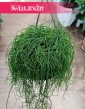Rhipsalis Baccifera Oasis, Rypsalis Baccifera Oasis sklep z roślinami w Krakowie