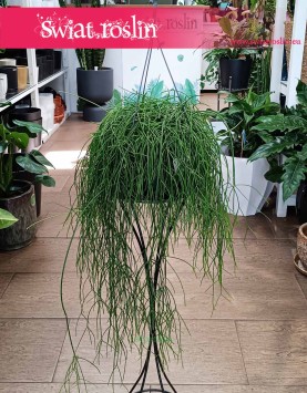 Rhipsalis Baccifera Oasis, Rypsalis Baccifera Oasis sklep z roślinami dla biura do firmy do mieszkania do domu