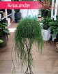 Rhipsalis Baccifera Oasis, Rypsalis Baccifera Oasis sklep z roślinami dla biura do firmy do mieszkania do domu