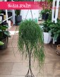 Rhipsalis Baccifera Oasis, Rypsalis Baccifera Oasis modne rośliny donczkowe do biura do firmy