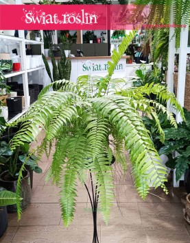 Paproć Macho, Nephrolepis Biserrata Macho